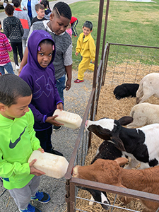 students feeding cows outside in pen