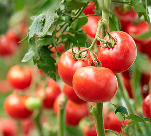 photo of tomato plants